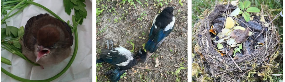 Einige der Tiere, die gestern gefunden wurden, benötigten dringend unsere Hilfe.