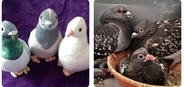 Hallo zusammen, hier sind Paula und Frieda Ihr kennt uns ja schon.