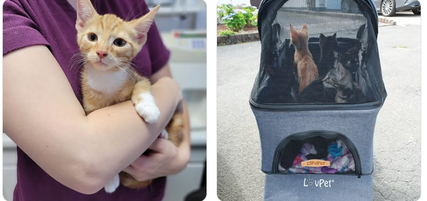 Kittenausflug zum Tierarzt