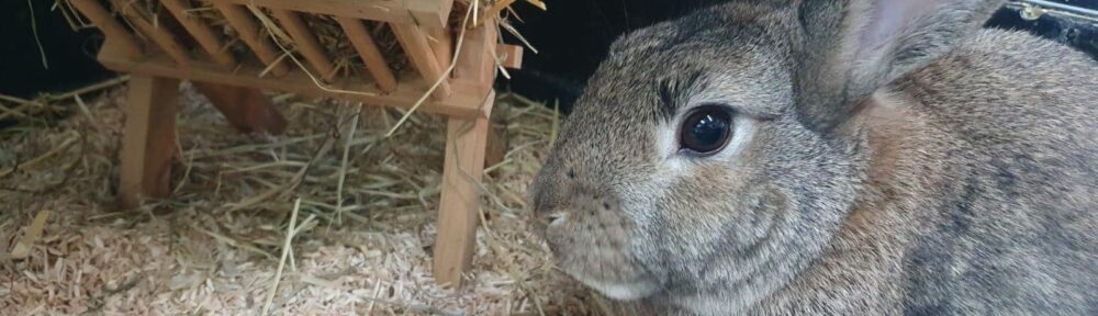 Fundkaninchen