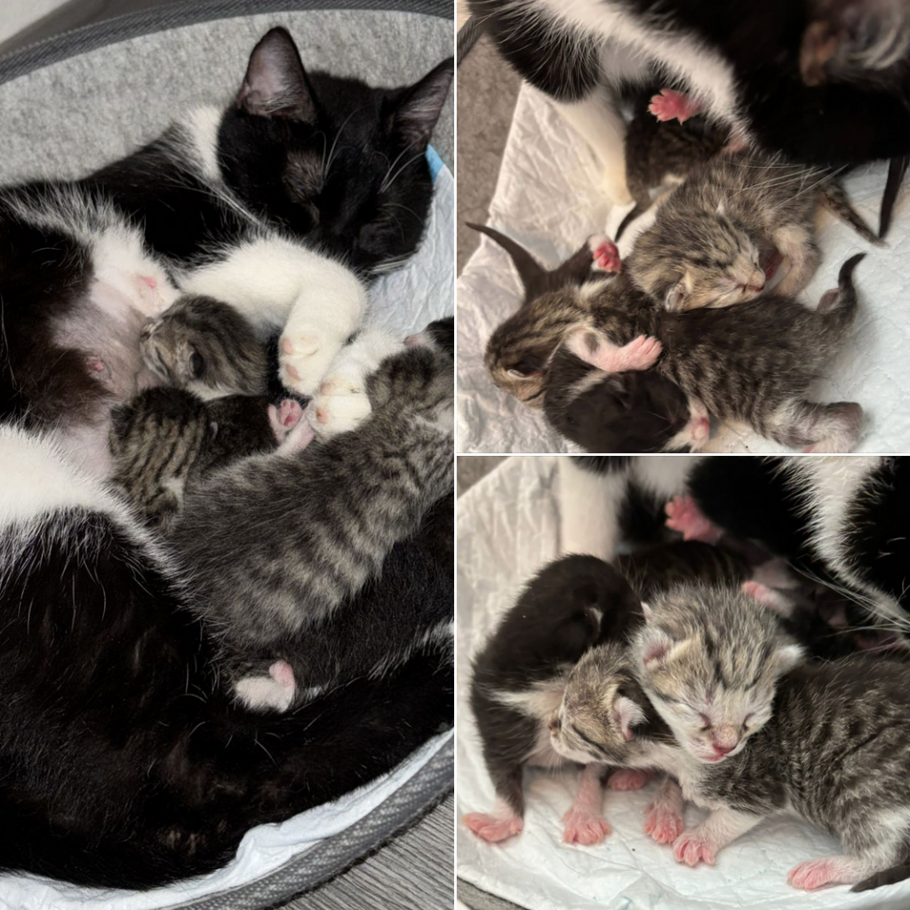 Katze Lucia und ihre Kitten