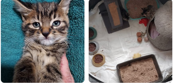 Einmalunterlagen für unsere Kitten gesucht.