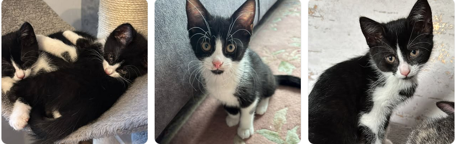 Wir freuen uns, euch Oreo und Cora vorzustellen