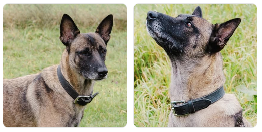 Notfall:  Malinois Hündin Alba sucht ein neues Zuhause