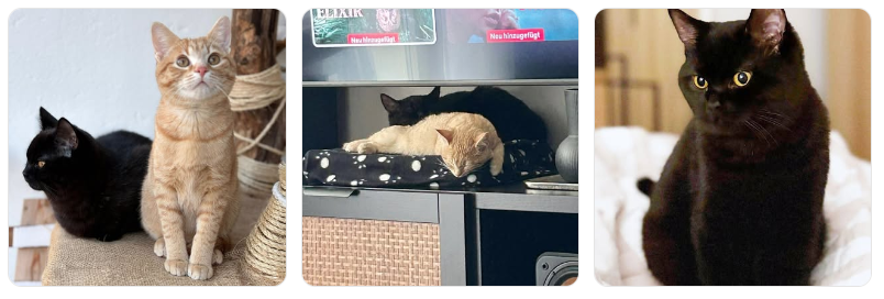 Eine königliche Kater-Freundschaft