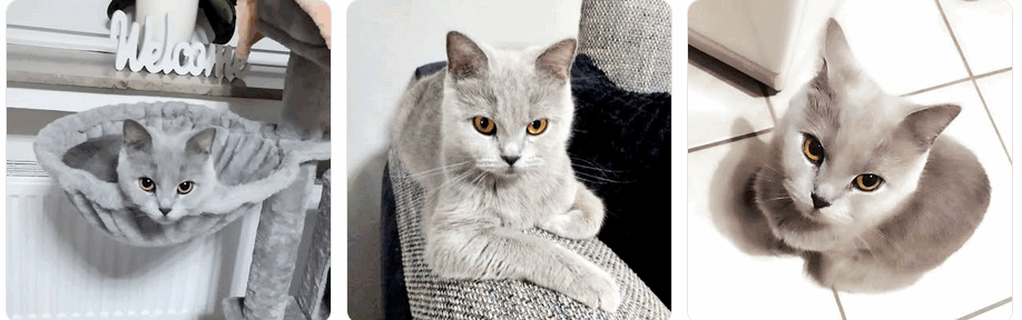 Bella sucht Dosenöffner