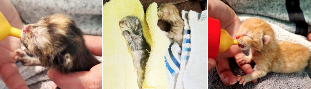 Wir berichten regelmäßig über unsere Katzen Fangaktionen.