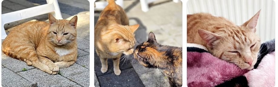 Die Geschichte eines ehemaligen Streuners und sein ganz persönliches Happy End