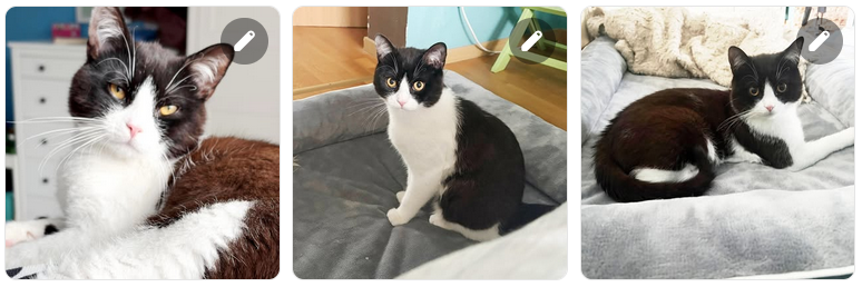 Kater Jimmy sucht Couch